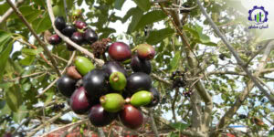 طرح توجیهی احداث باغ میوه جمبو