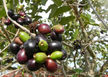 طرح توجیهی احداث باغ میوه جمبو