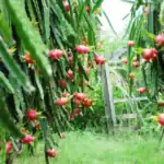 طرح توجیهی احداث باغ میوه دراگون