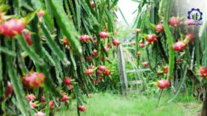 طرح توجیهی احداث باغ میوه دراگون