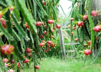 طرح توجیهی احداث باغ میوه دراگون