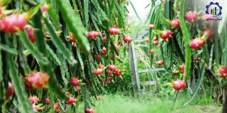 طرح توجیهی احداث باغ میوه دراگون