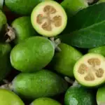 طرح توجیهی احداث باغ میوه فیجوا