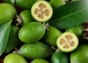 طرح توجیهی احداث باغ میوه فیجوا