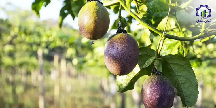 طرح توجیهی احداث باغ میوه پشن فروت