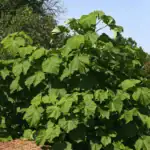 طرح توجیهی احداث باغ پالونیا