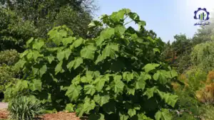 طرح توجیهی احداث باغ پالونیا