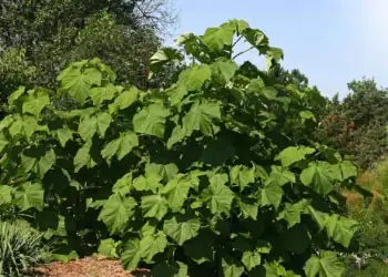 طرح توجیهی احداث باغ پالونیا