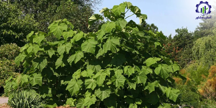 طرح توجیهی احداث باغ پالونیا