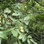 طرح توجیهی احداث باغ گردو