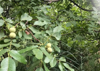 طرح توجیهی احداث باغ گردو