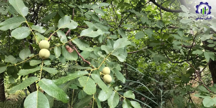 طرح توجیهی احداث باغ گردو