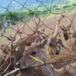 طرح توجیهی احداث فارم پرورش آهو