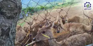 طرح توجیهی احداث فارم پرورش آهو