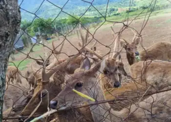 طرح توجیهی احداث فارم پرورش آهو