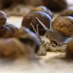 طرح توجیهی احداث فارم پرورش حلزون