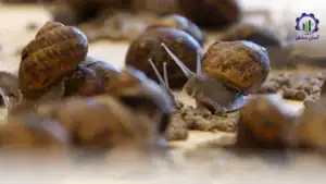 طرح پرورش حلزون