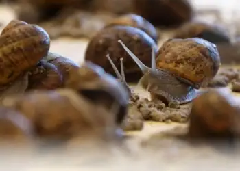 طرح توجیهی احداث فارم پرورش حلزون