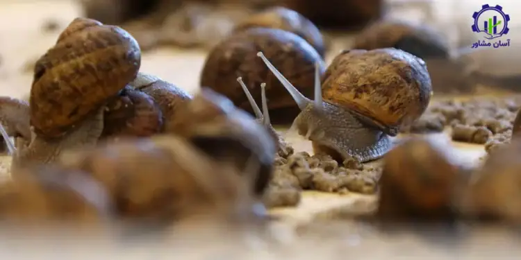 طرح توجیهی احداث فارم پرورش حلزون