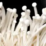 طرح توجیهی احداث فارم پرورش قارچ انوکی