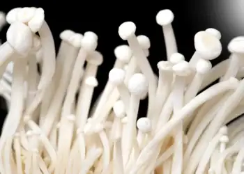 طرح توجیهی احداث فارم پرورش قارچ انوکی