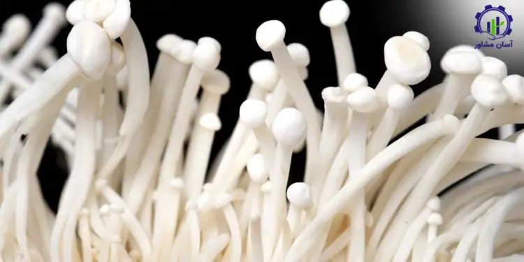 طرح توجیهی احداث فارم پرورش قارچ انوکی