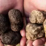 طرح توجیهی احداث فارم پرورش قارچ ترافل