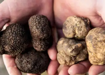 طرح توجیهی احداث فارم پرورش قارچ ترافل