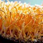 طرح توجیهی احداث فارم پرورش قارچ کوردیسپس (قارچ زامبی)