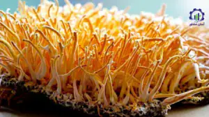 طرح توجیهی احداث فارم پرورش قارچ کوردیسپس (قارچ زامبی)