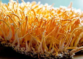 طرح توجیهی احداث فارم پرورش قارچ کوردیسپس (قارچ زامبی)