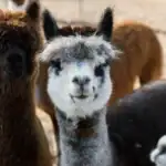 طرح توجیهی احداث فارم پرورش لاما و آلپاکا