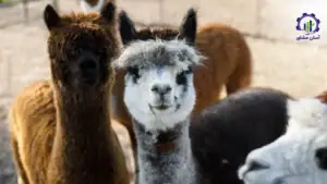 طرح توجیهی احداث فارم پرورش لاما و آلپاکا