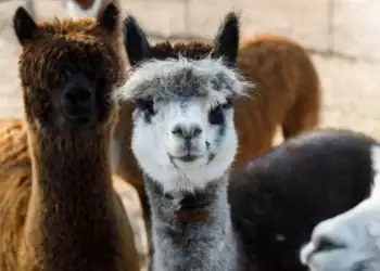 طرح توجیهی احداث فارم پرورش لاما و آلپاکا