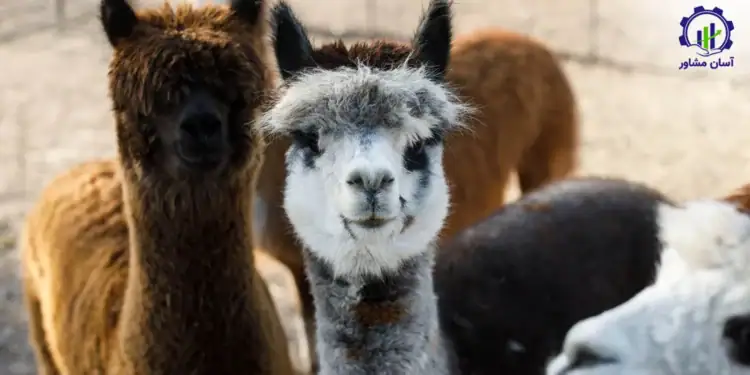 طرح توجیهی احداث فارم پرورش لاما و آلپاکا