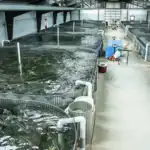 طرح توجیهی احداث فارم پرورش ماهی خاویار