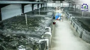 طرح توجیهی احداث فارم پرورش ماهی خاویار