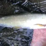 طرح توجیهی احداث فارم پرورش ماهی سوف سفید