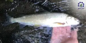 طرح توجیهی احداث فارم پرورش ماهی سوف سفید