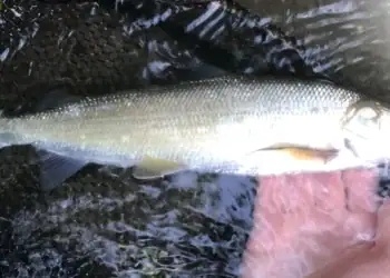 طرح توجیهی احداث فارم پرورش ماهی سوف سفید