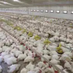 طرح توجیهی احداث فارم پرورش مرغ گوشتی