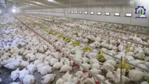 طرح توجیهی احداث فارم پرورش مرغ گوشتی