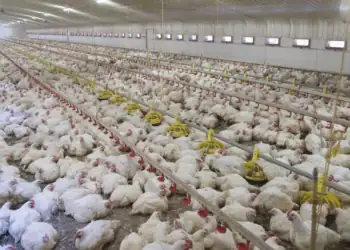 طرح توجیهی احداث فارم پرورش مرغ گوشتی2