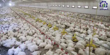 طرح توجیهی احداث فارم پرورش مرغ گوشتی2