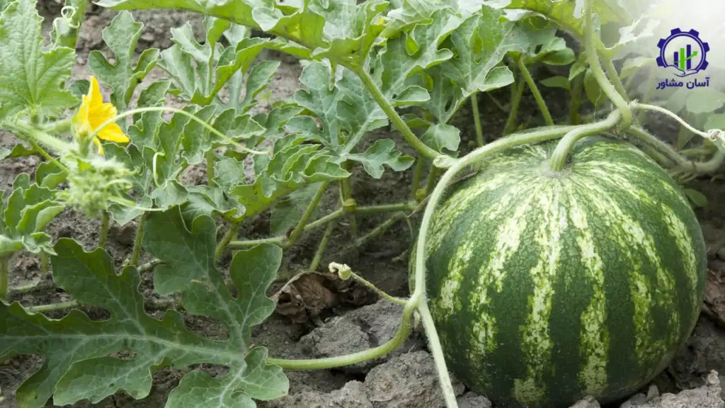 طرح توجیهی احداث فارم پرورش هندوانه