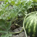 طرح پرورش هندوانه