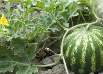 طرح توجیهی احداث فارم پرورش هندوانه