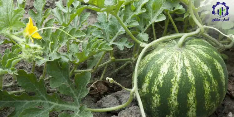 طرح توجیهی احداث فارم پرورش هندوانه