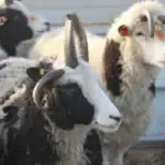 طرح توجیهی احداث فارم پرورش گوسفند رومانوف