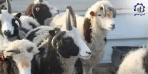 طرح توجیهی احداث فارم پرورش گوسفند رومانوف